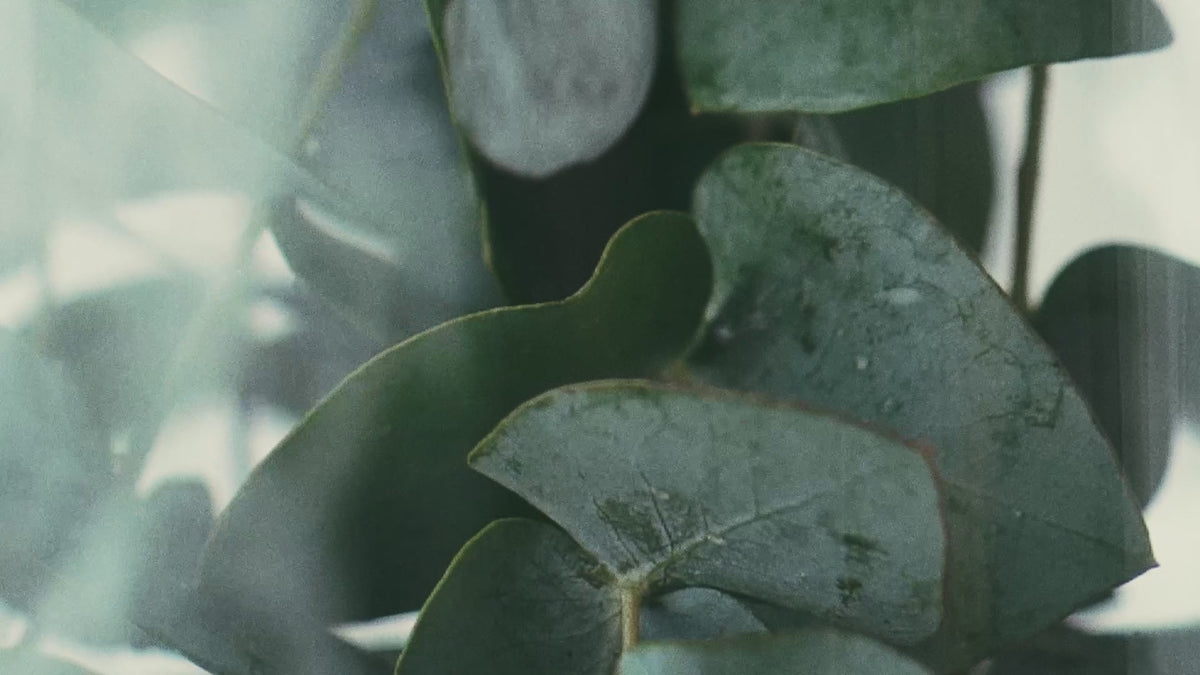 Eukalyptové listy v pare – video k sprchovej aromatickej kocke Breathe